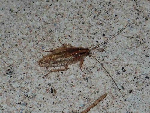 Blattella sp.